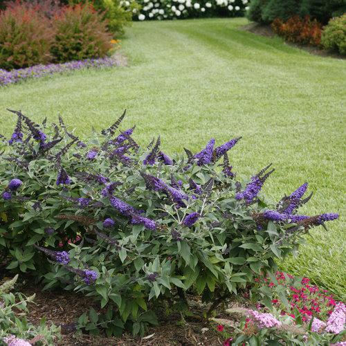 Proven Winners Buddleia Pugster Blue®