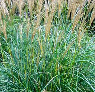 Grass Adagio Dwarf Maiden Miscanthus Sinensis