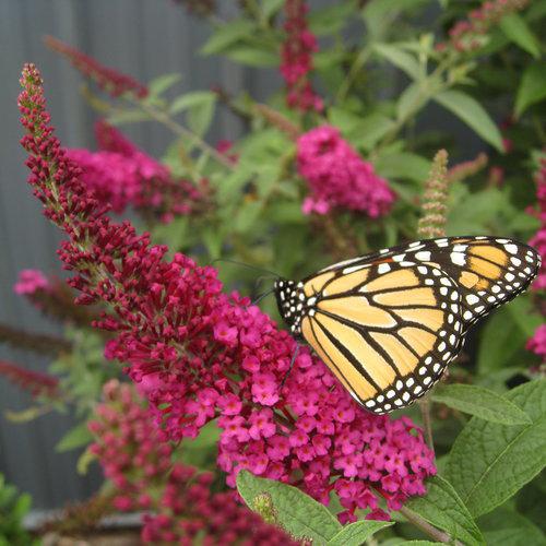 Proven Winners Buddleia Miss Molly