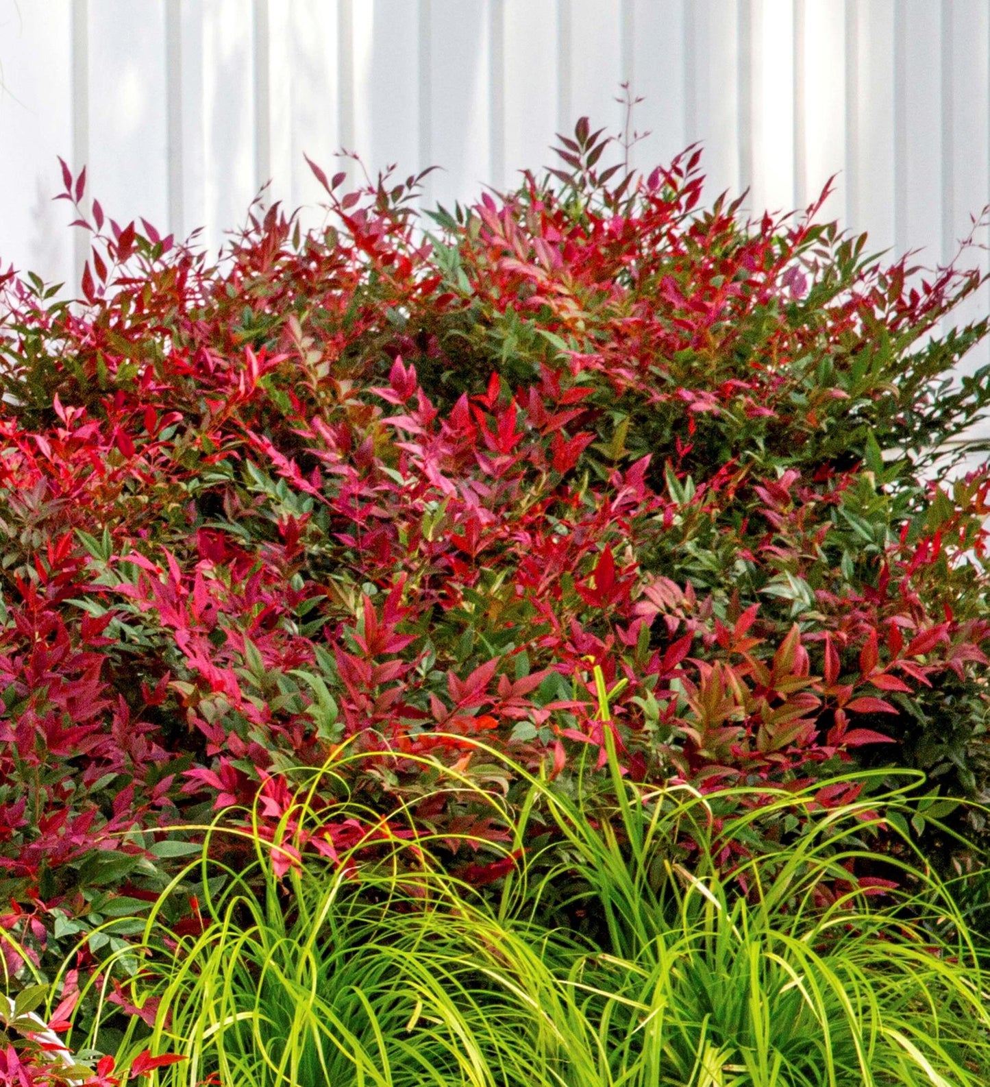 Southern Living Obsession ™ Nandina