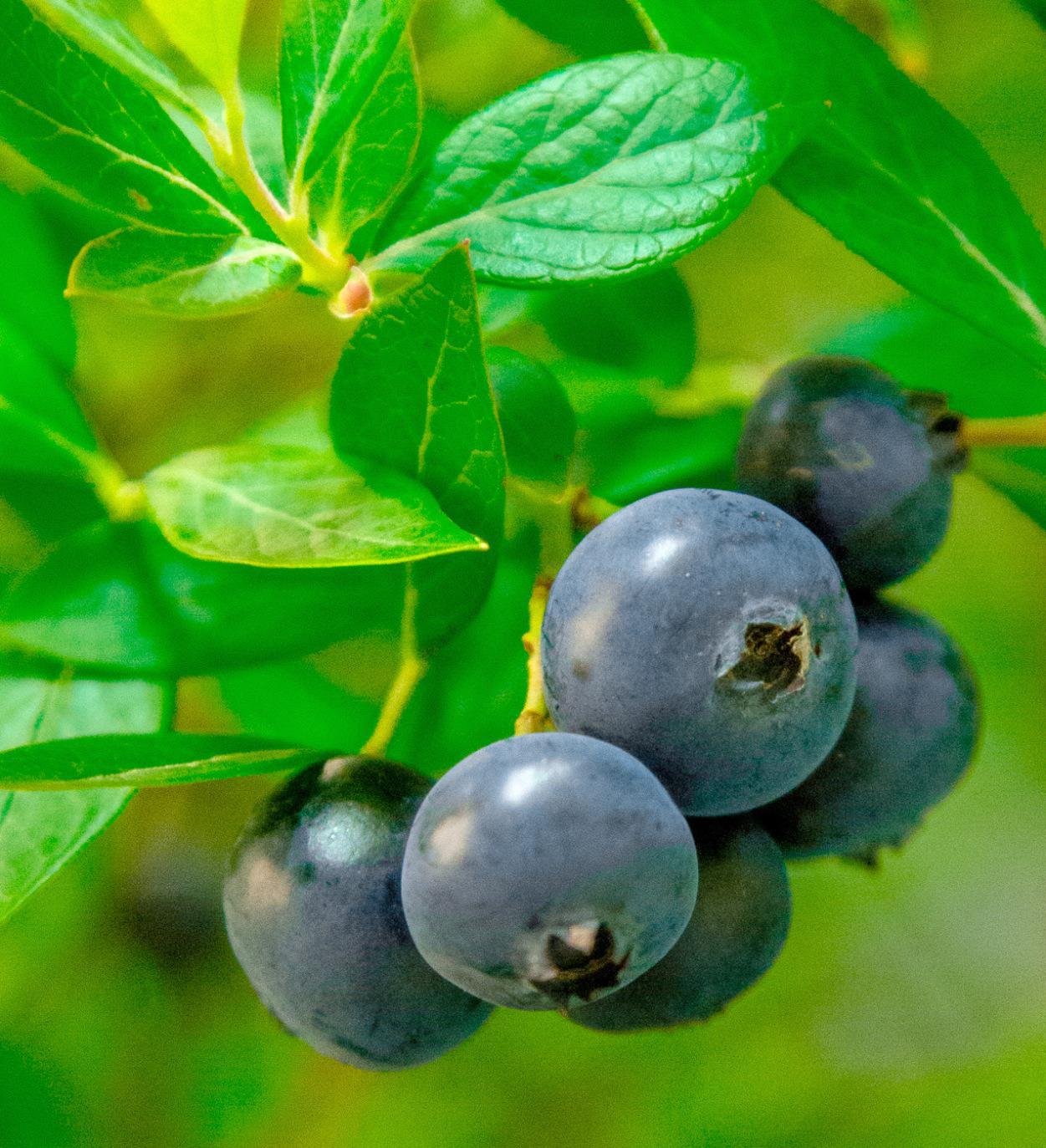 Southern Living Downhome Harvest ® Blueberries