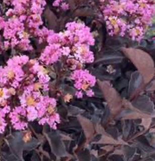 Crape Myrtle  Thunderstruck™ Lavender Blast™