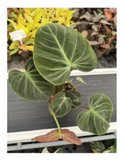 Philodendron Choco Red