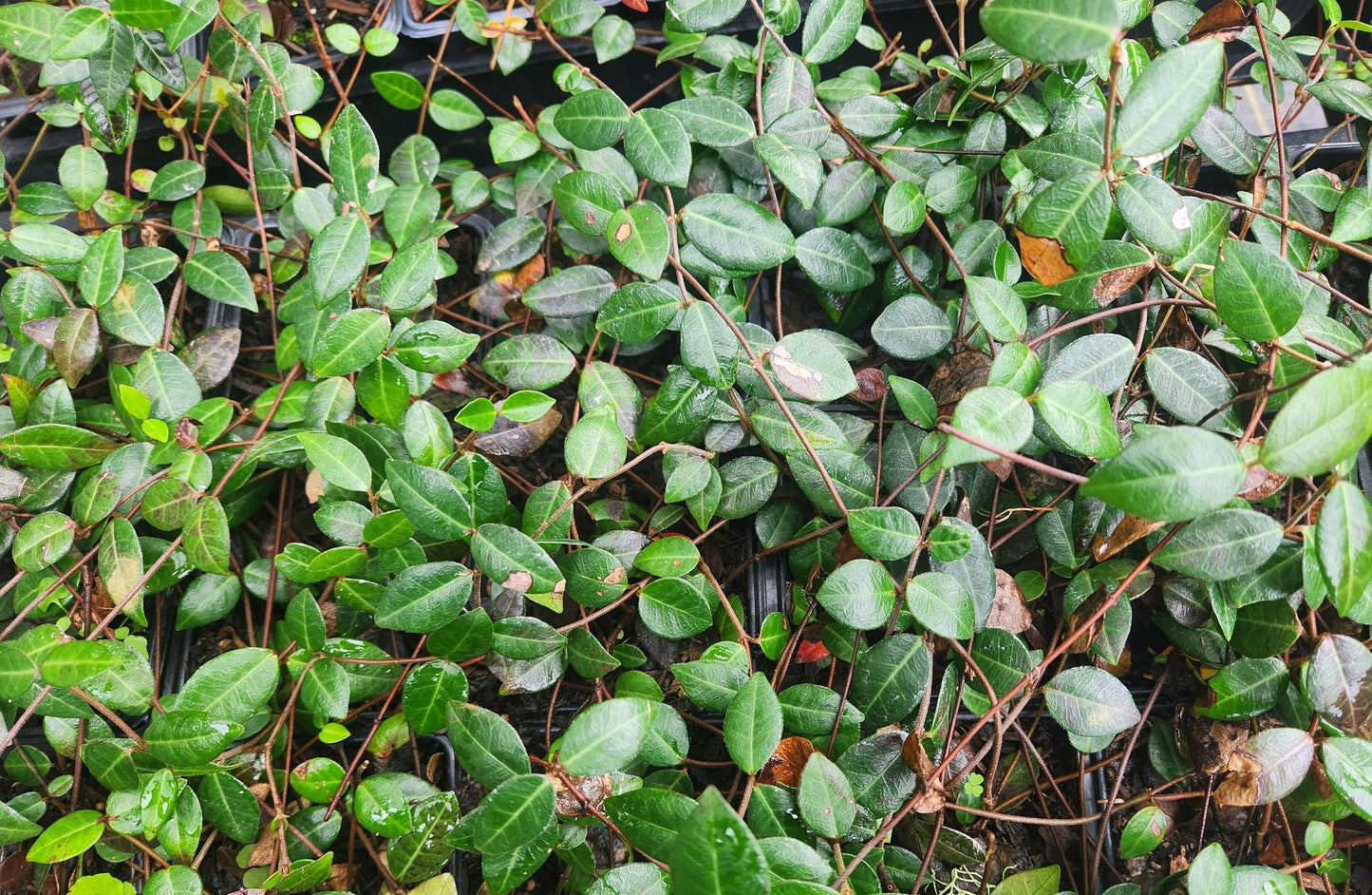 Asian or Asiatic Jasmine