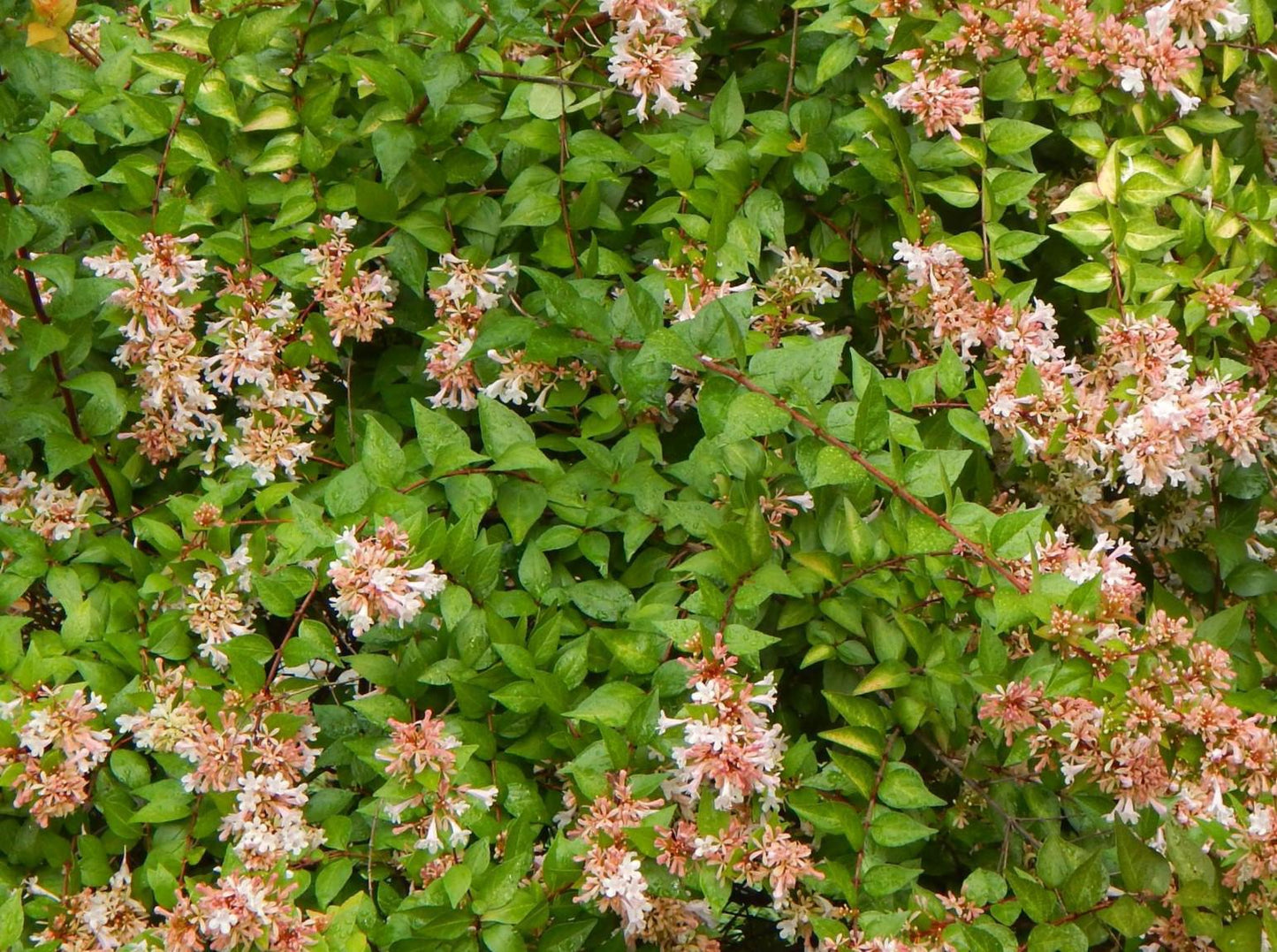 Rose Creek Abelia