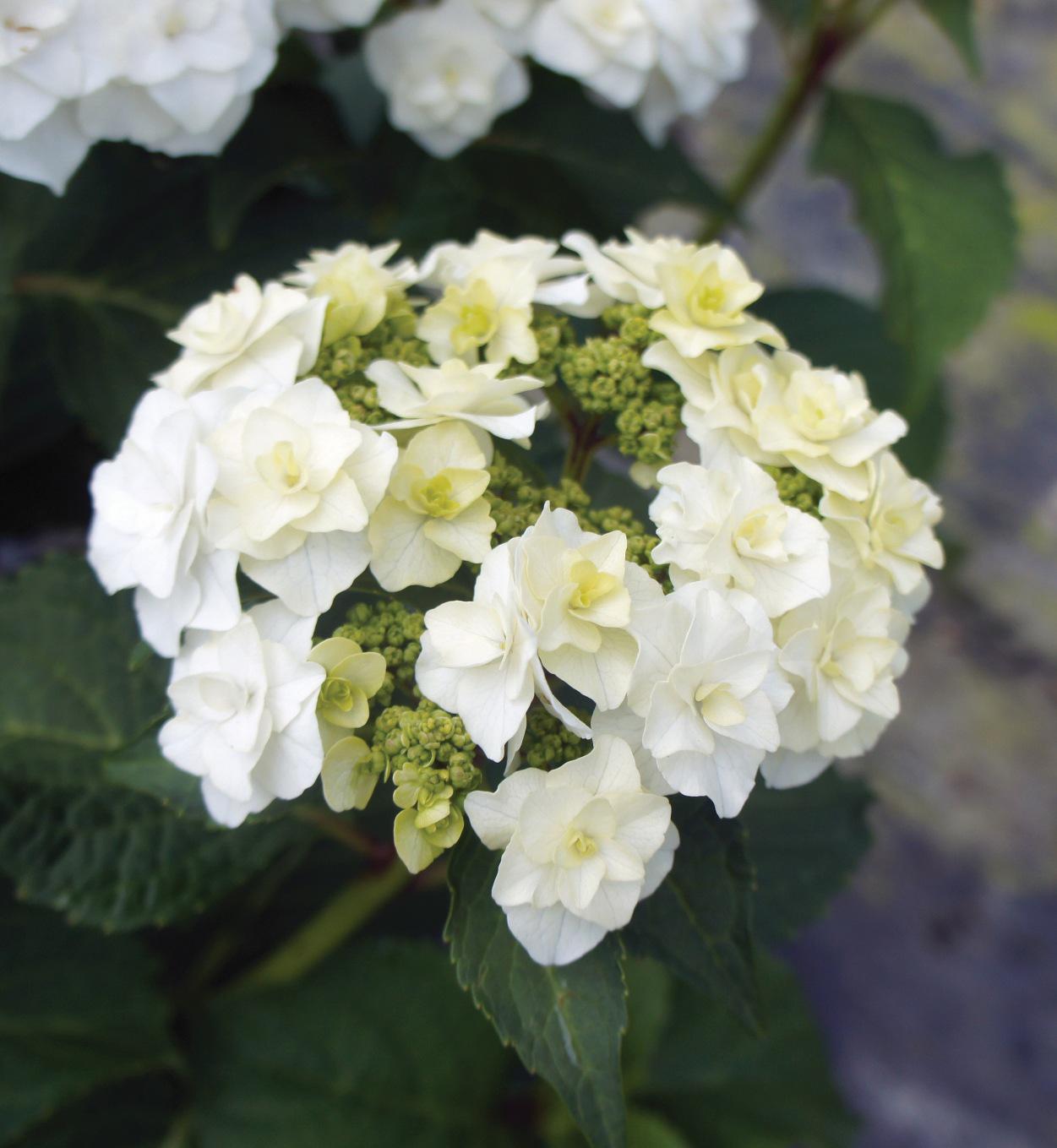 Hydrangea Wedding Gown