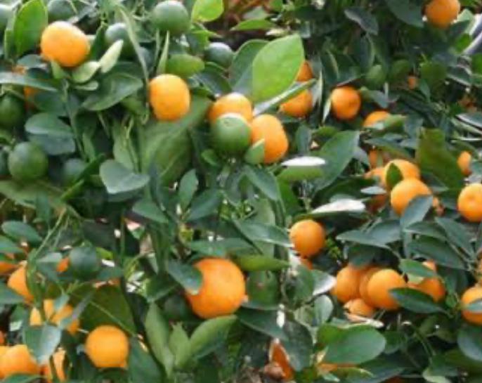 Tangerine Tree