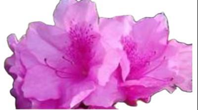 Azalea Pink Ruffle