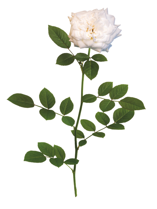 Drift Rose White