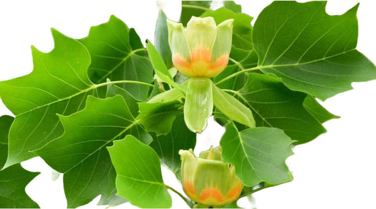 Tulip Poplar Tree