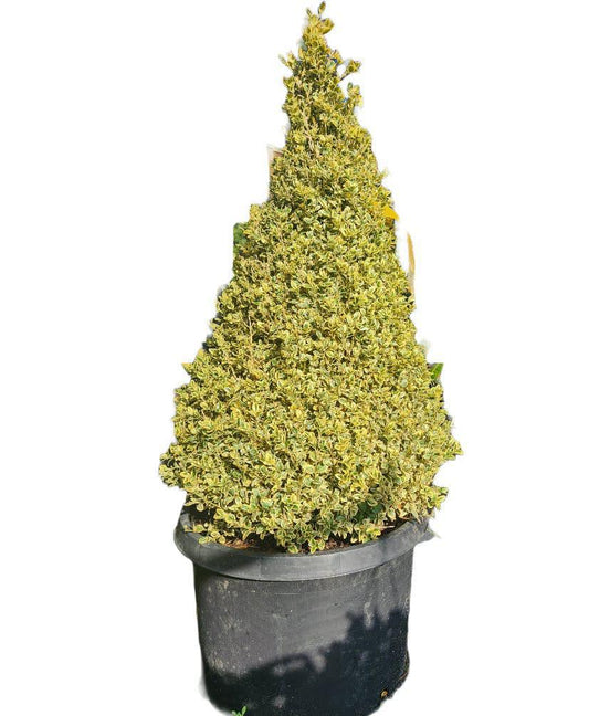 Variegated Boxwood Cone