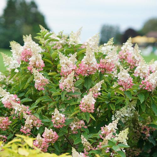 Proven Winners Pinky Winky ® Panicle Hydrangea