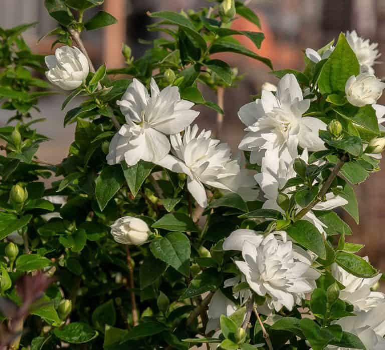 Philadelphus Pearls of Perfume ™