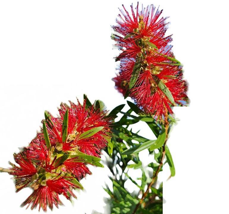 Bottlebrush Red Cluster Shrub