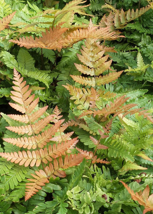 Fern Autumn Brilliance