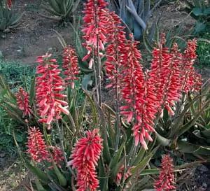 Aloe Safari Sunrise