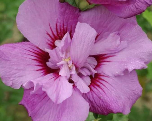 Hibiscus, First Editions Rose of Sharon Tahiti