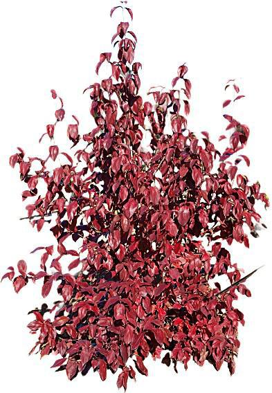 Dogwood Dwarf Red Leaf Little Ruby