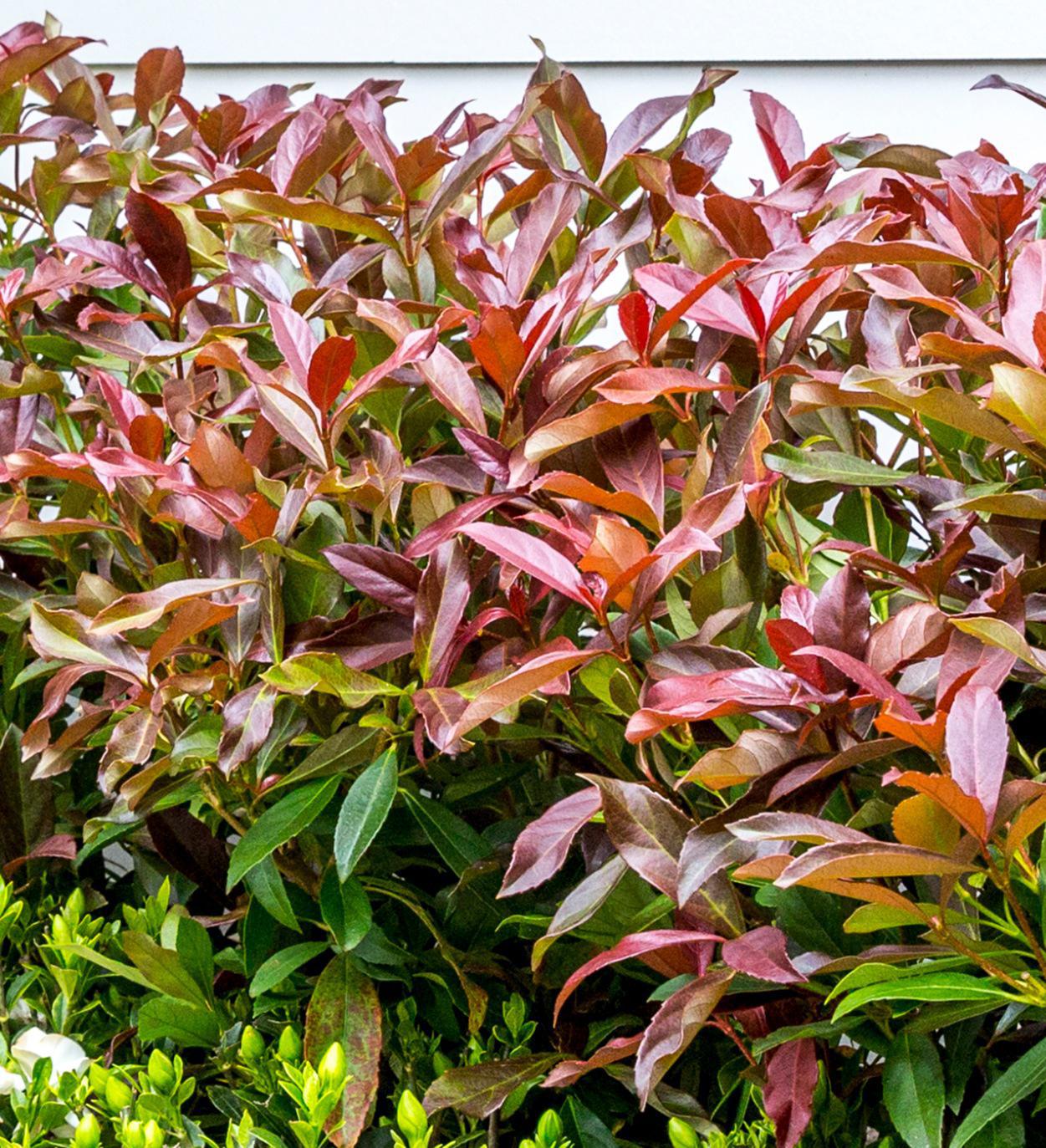 Southern Living Coppertop™ Viburnum