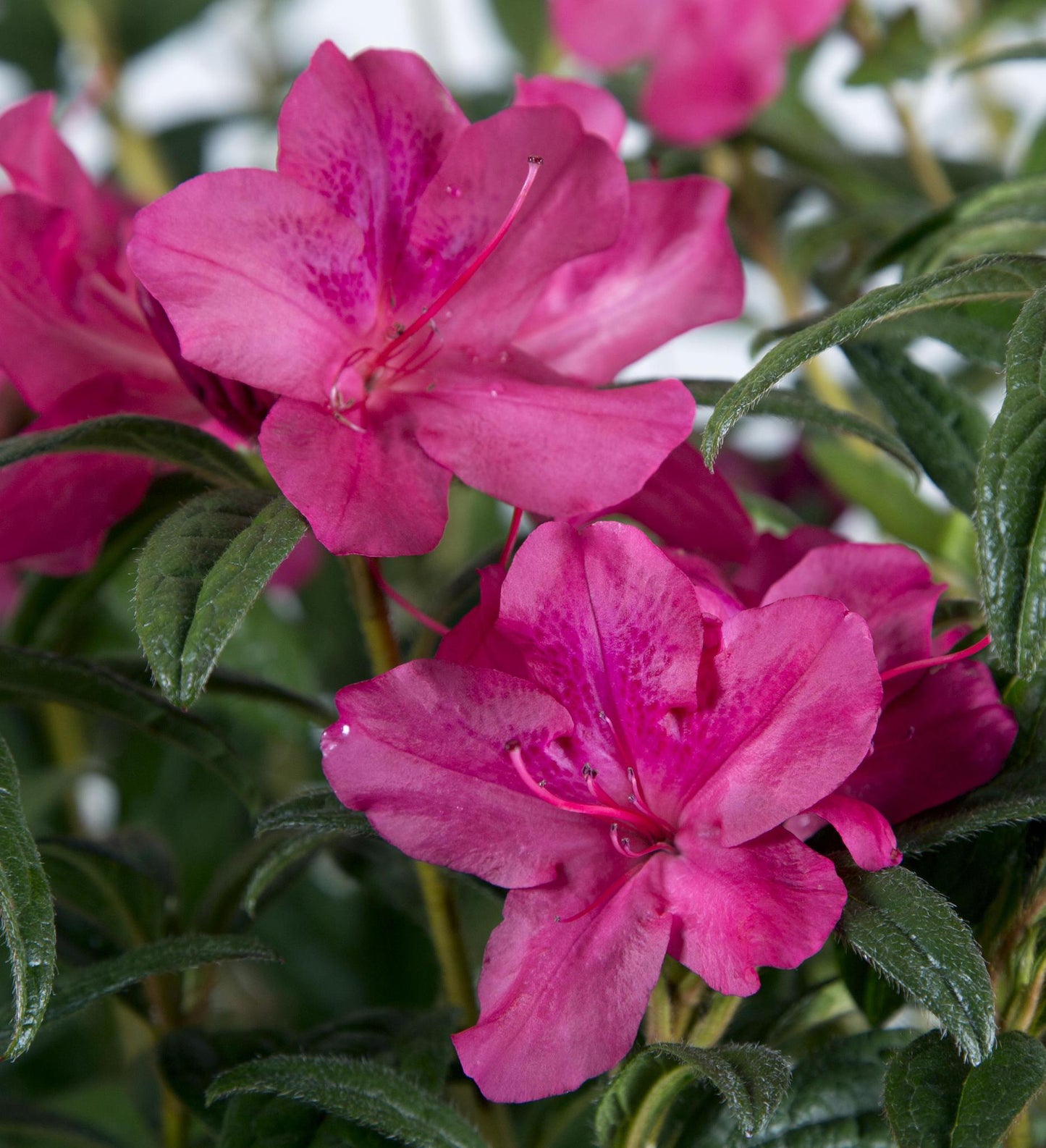 Azalea Encore Autumn Jewel ®