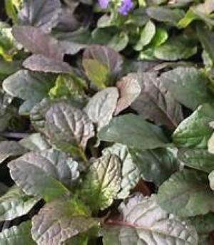 Ajuga Bronze Beauty