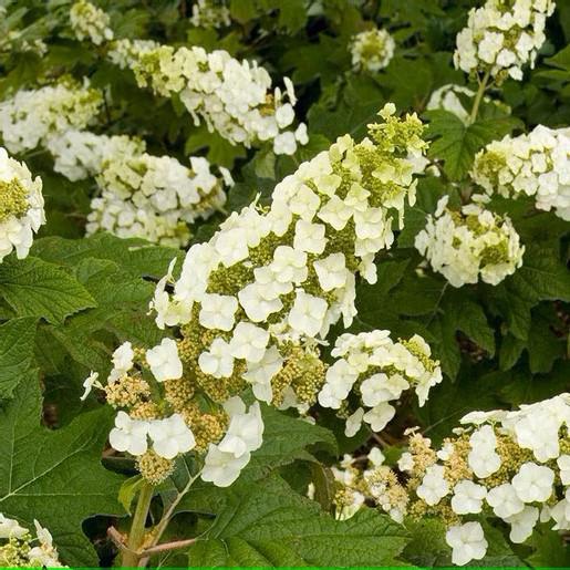 Hydrangea Oakleaf Snow Queen
