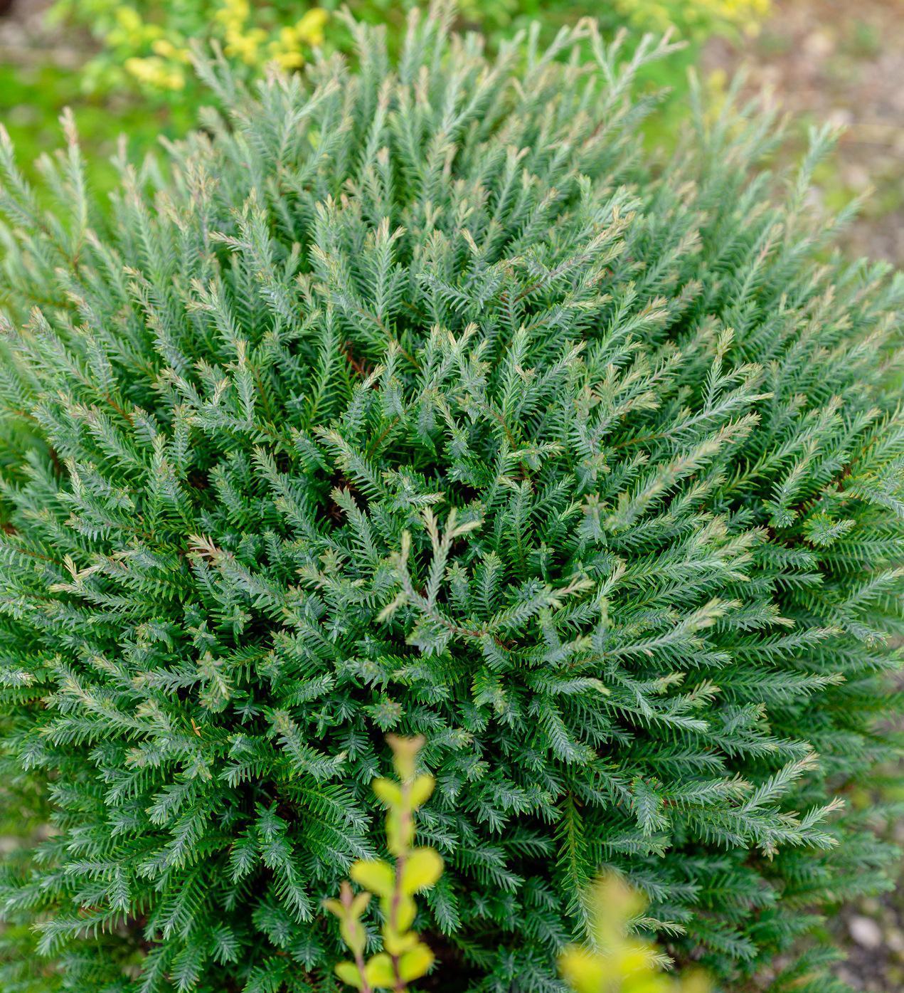 Southern Living Pancake™ Arborvitae