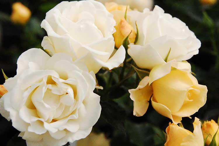 Drift Rose Lemon