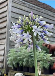 Agapanthus Twister