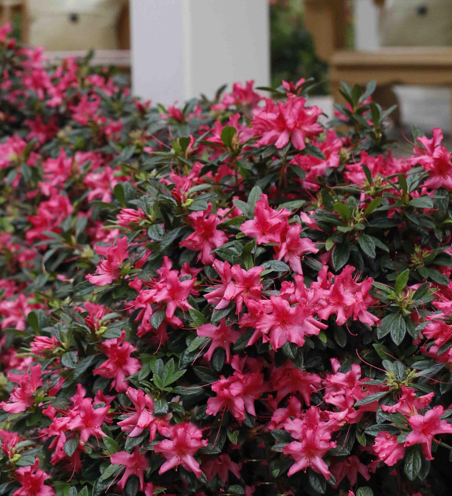 Azalea Encore Autumn Sundance ®