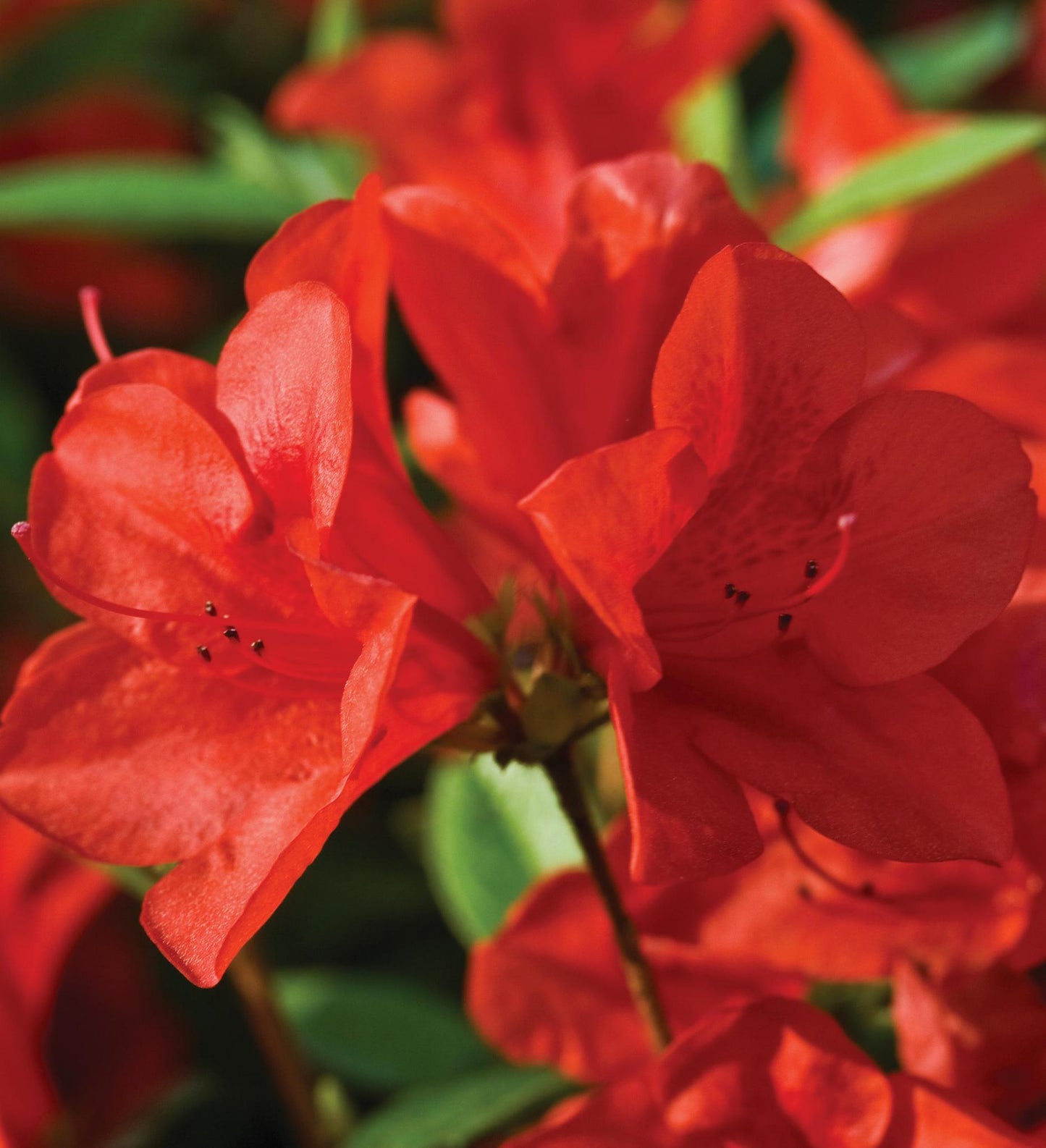 Azalea Encore Autumn Bravo ®