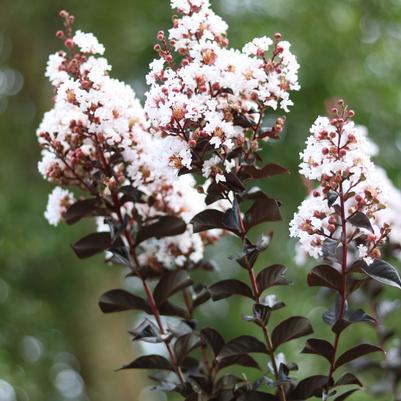 Crape Myrtle Thunderstruck White Lightning