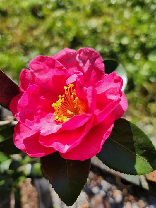 Camellia Sas. Kanjiro