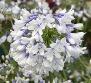 Southern Living Agapanthus