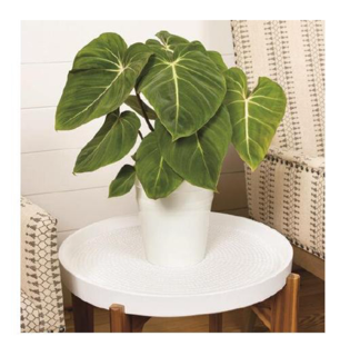 Leafjoy™ Philodendrons