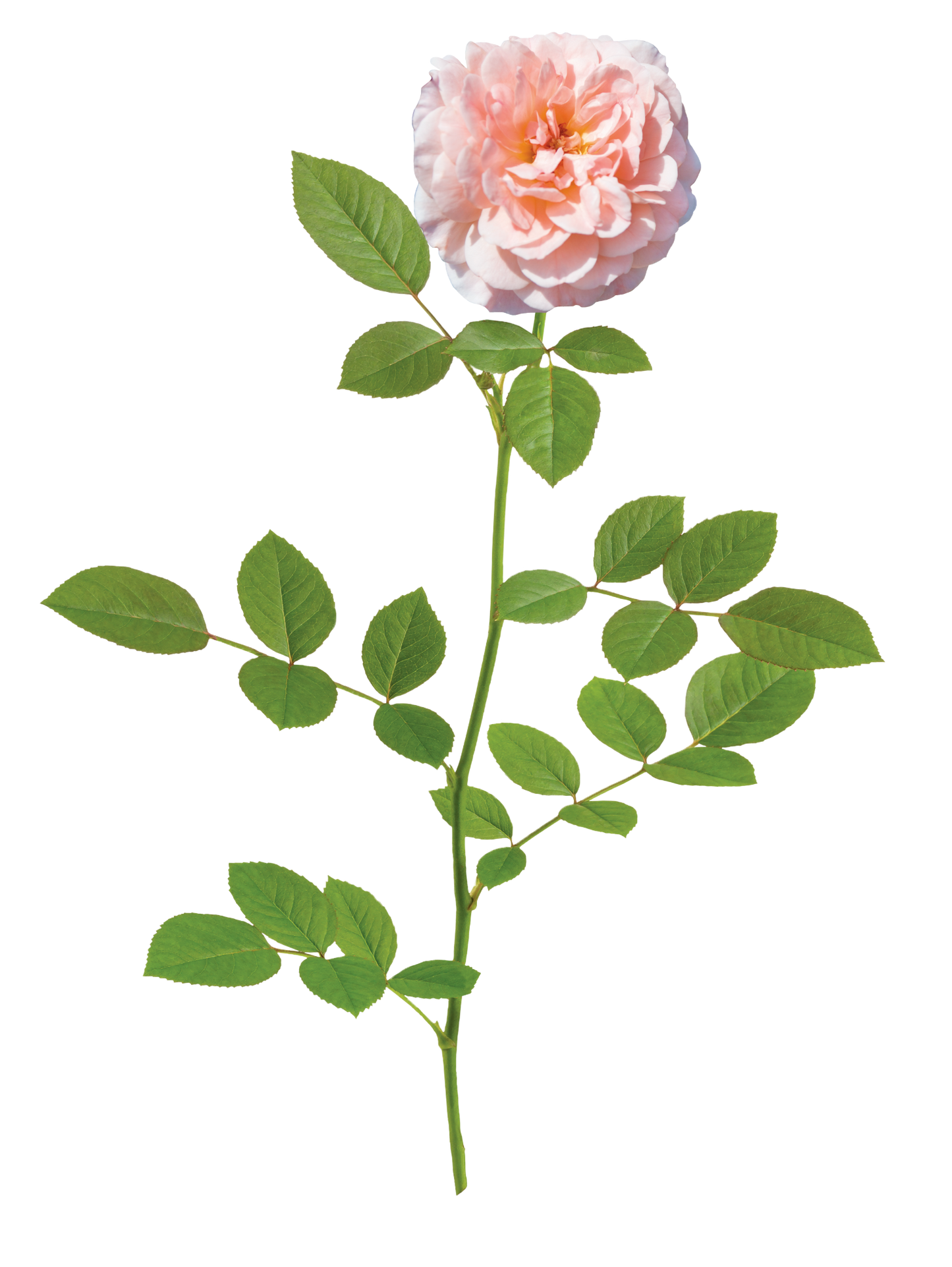 Drift Rose Apricot