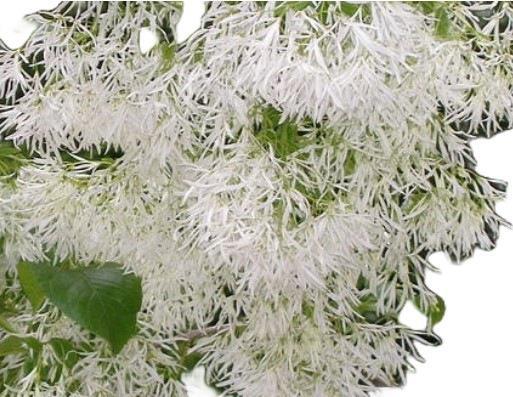 Chionanthus retusus Chinese Fringe tree