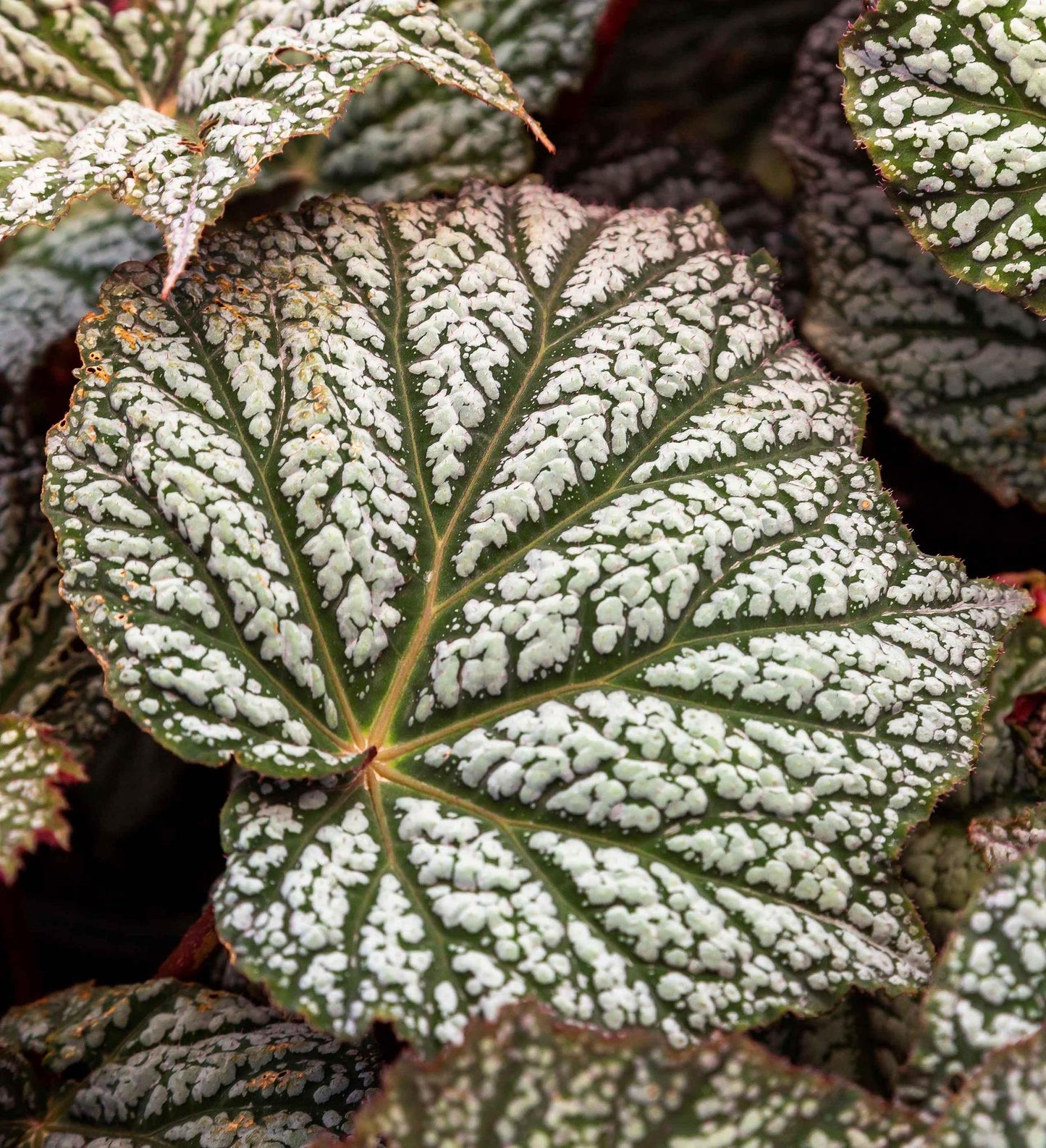 Southern Living Begonia Lunar Lights ™