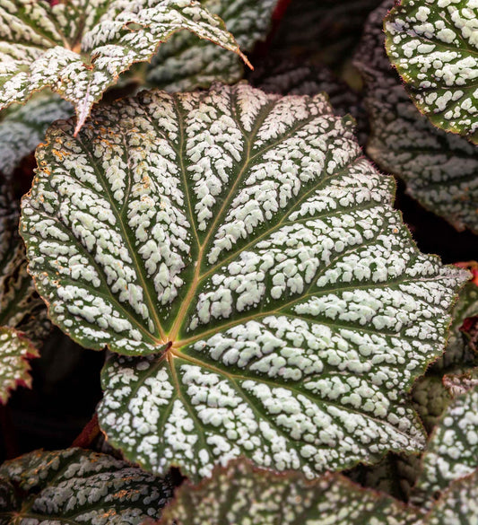 Southern Living Begonia Lunar Lights ™