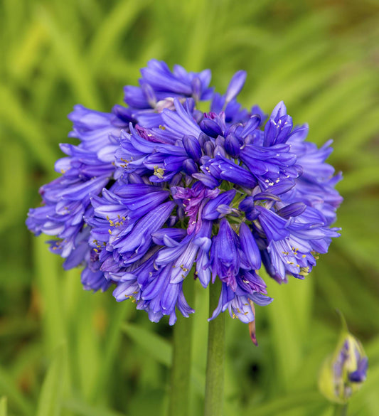 Southern Living Agapanthus