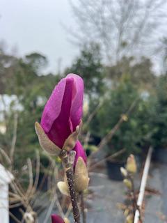 Japanese Magnolia Ann