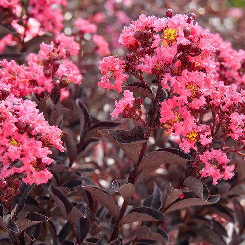 Crape Myrtle Center Stage® Coral -PW