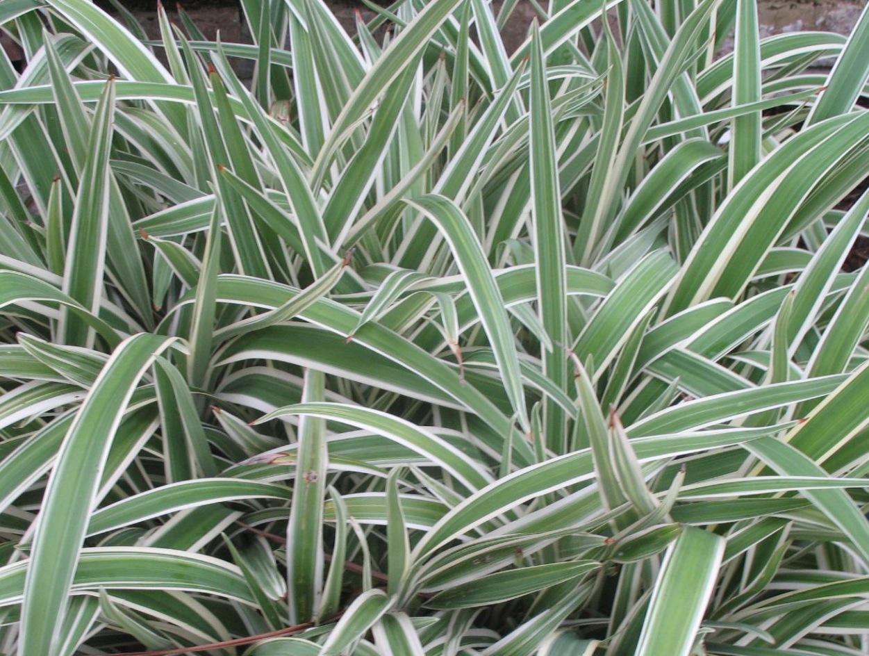 Dianella Flax Lily Variegated