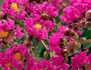 Crape Myrtle Tonto