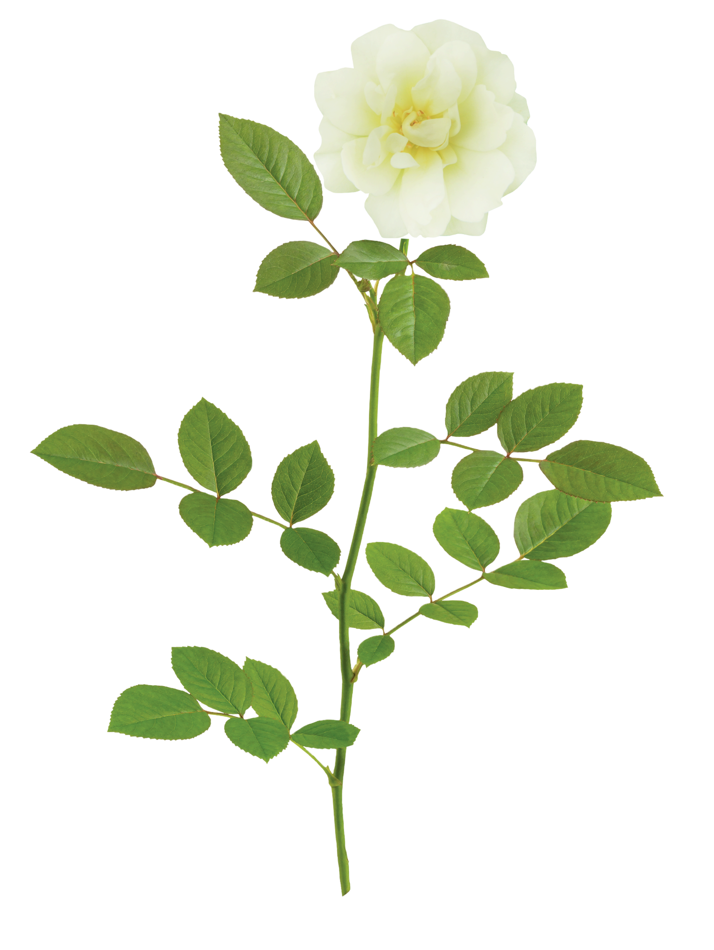 Drift Rose Lemon