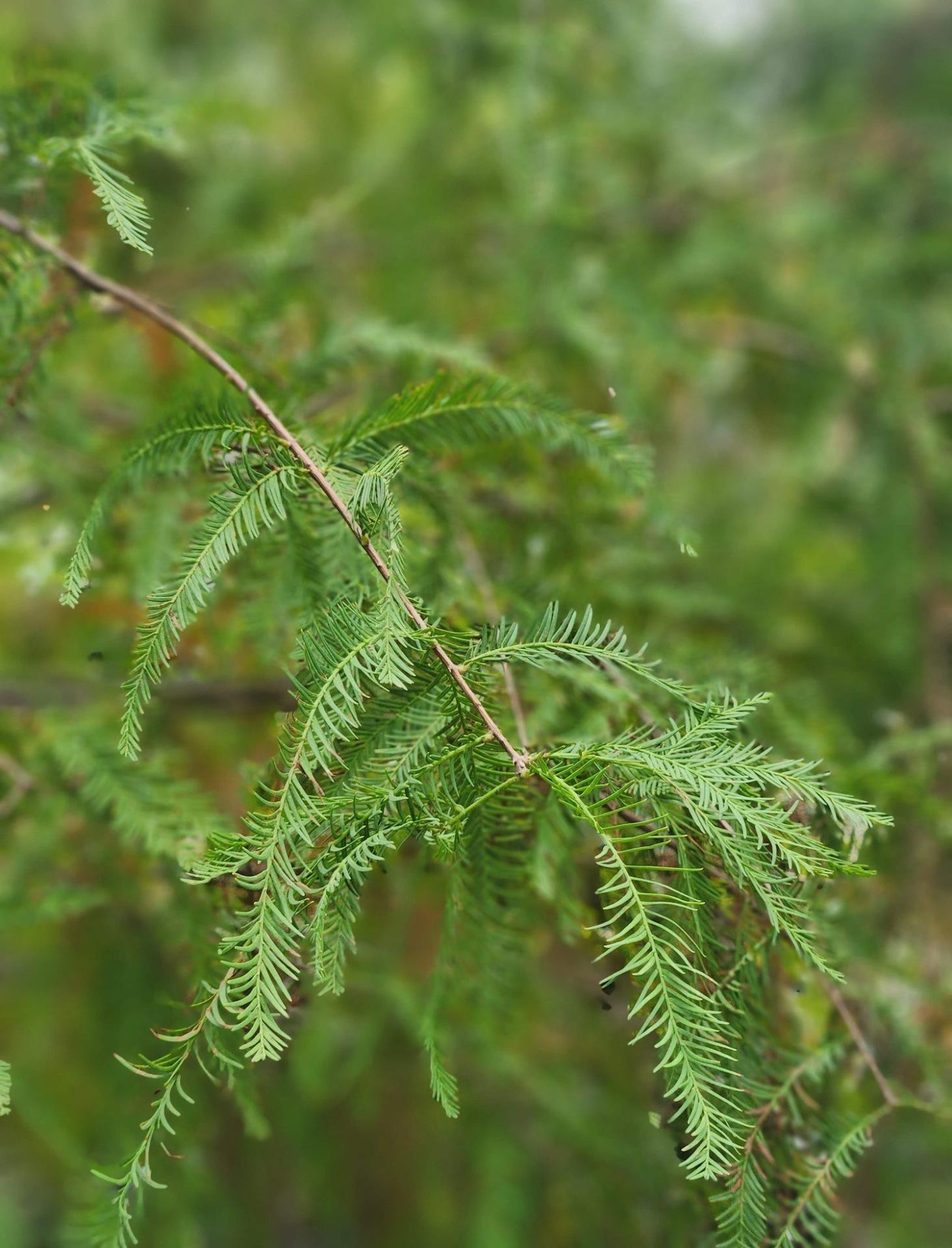 Bald Cypress Tree