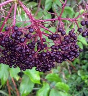 Elderberry John's