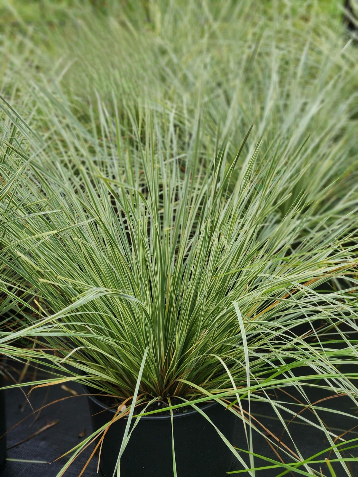 Lomandra Variegated Platinum® Beauty Breeze Grass