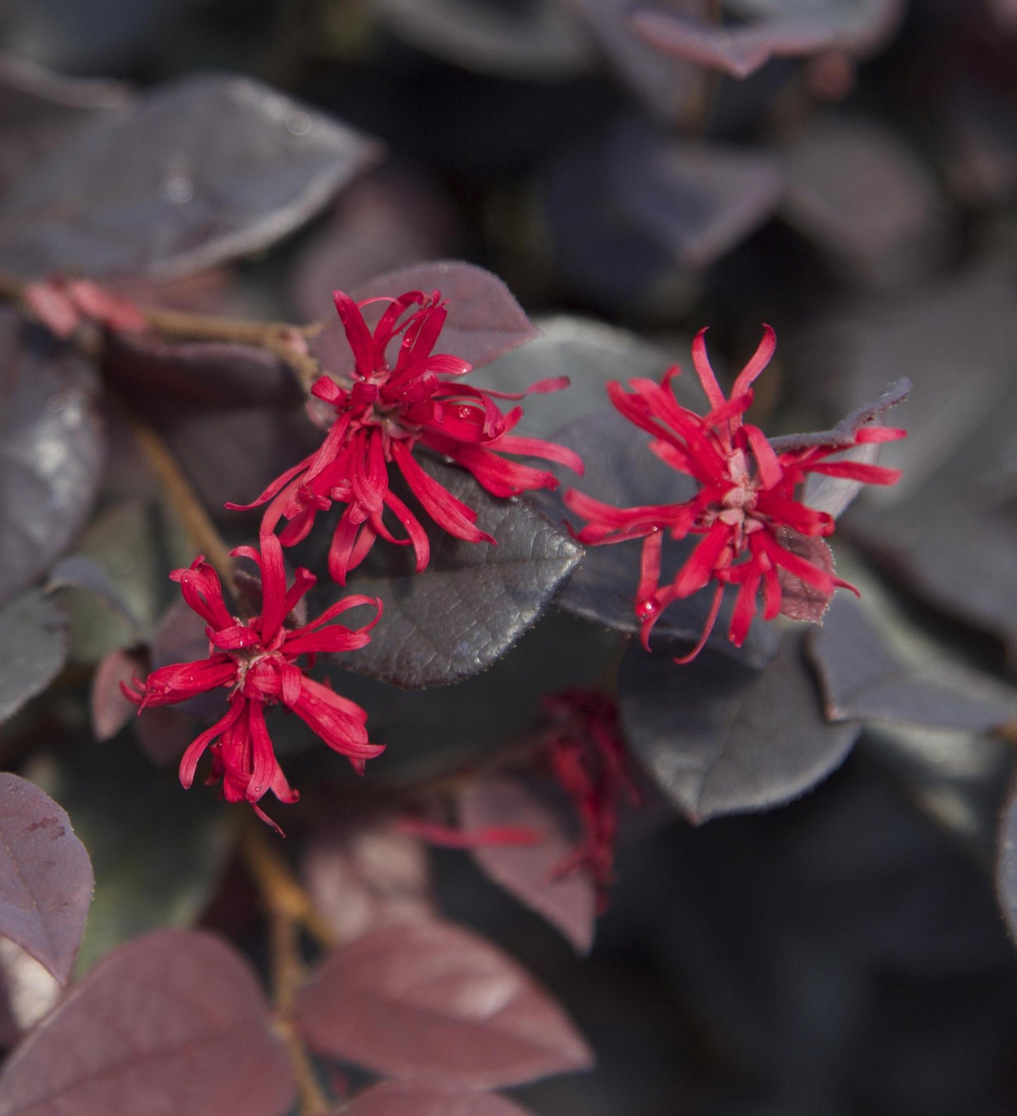 Southern Living Red Diamond ™ Midsize Loropetalum