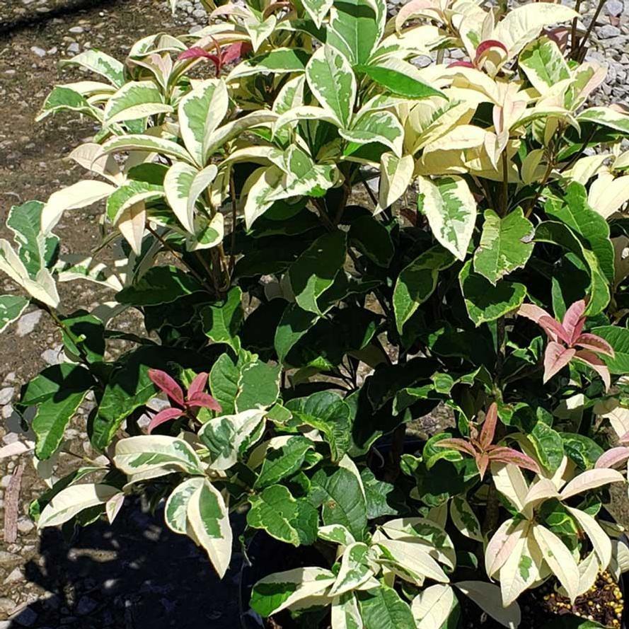 Sweet Olive Misty River Variegated Osmanthus